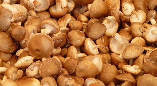 キノコは洗う？