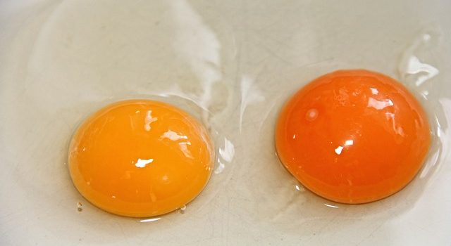 卵の中に卵黄が2つある 卵の中に卵黄が2つある