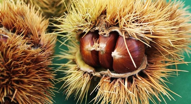 栗の甘露煮や黒大豆を煮るときに砂糖を分けて入れる理由 栗の甘露煮や黒大豆を煮るときに砂糖を分けて入れる理由