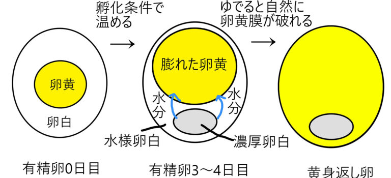 黄身返し卵②
