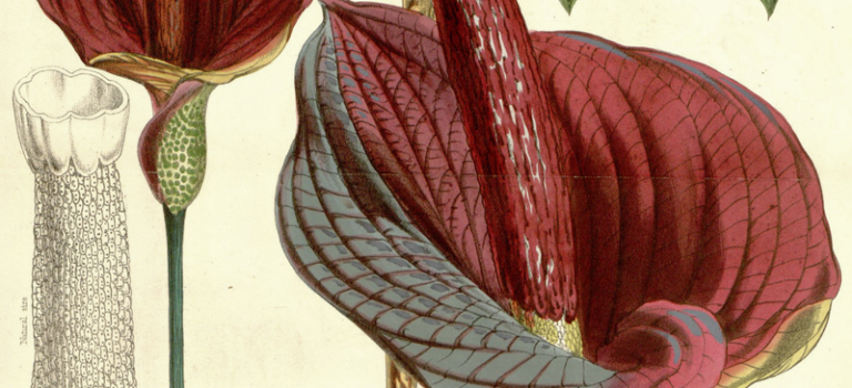 葛粉（くずこ）、片栗粉、浮き粉