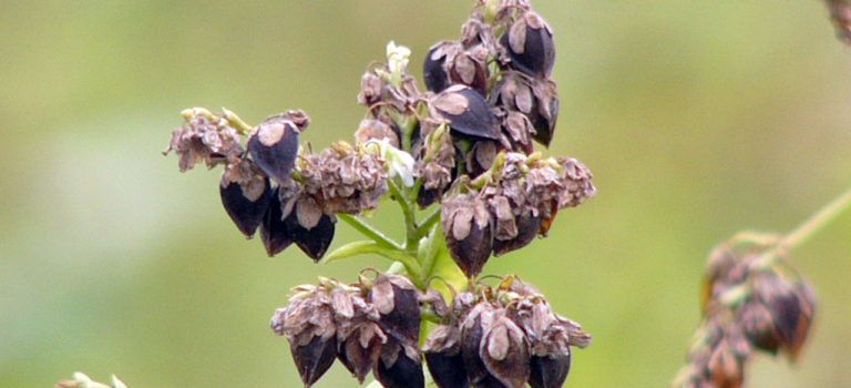 そばの香りは揮発しやすい そばの香りは揮発しやすい