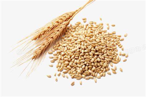 小麦の粒を挽いて粉にする理由