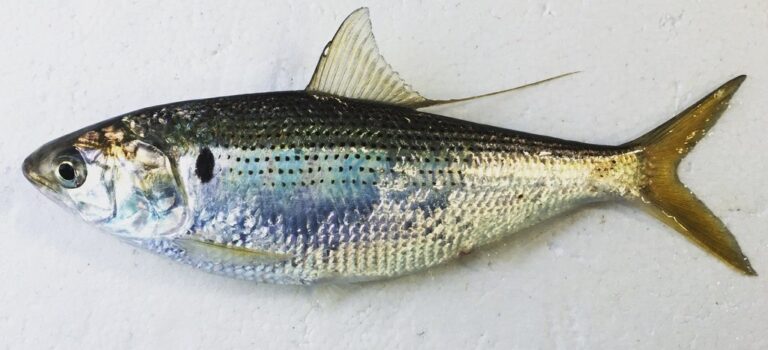 魚の酵素は低温で働く