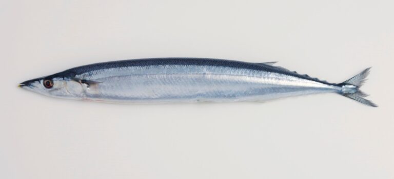 サンマやアユの内臓が食べられる理由