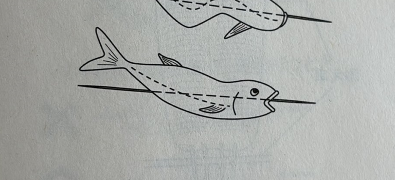 姿焼きの串の打ち方 姿焼きの串の打ち方