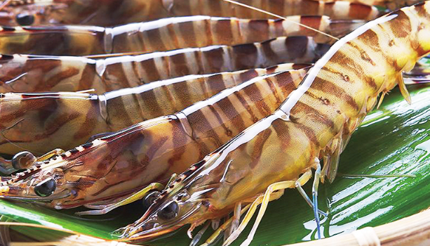 車エビの名前の由来 車エビの名前の由来