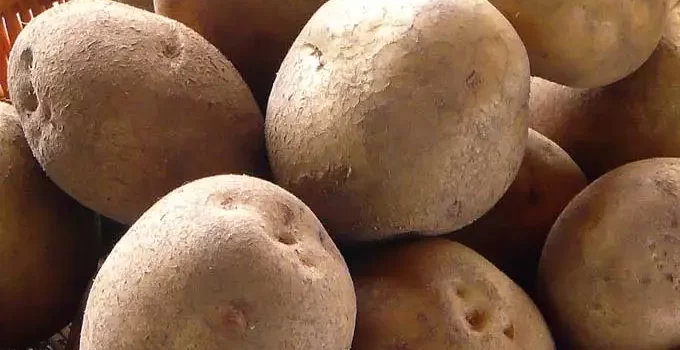 男爵イモとメ―クイーンの名前の由来