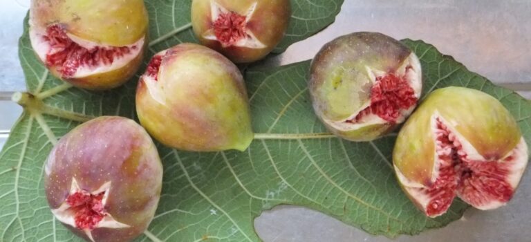 イチジクはなぜ「無花果」と書くのか