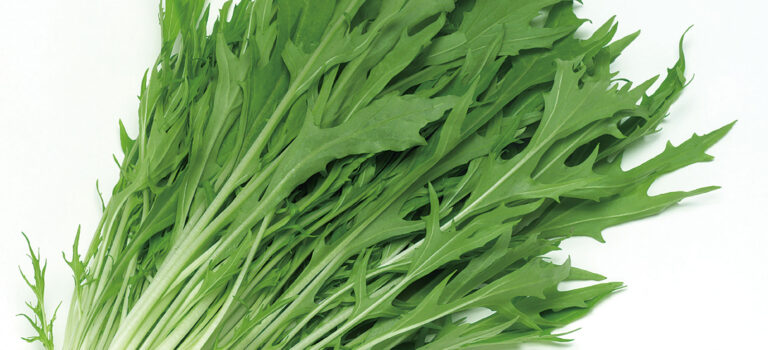 水菜の見極め方