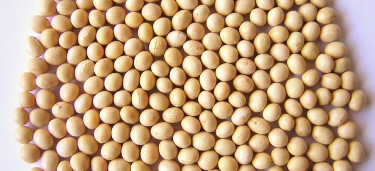 大豆ミートの豆臭さ