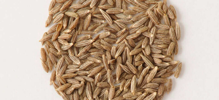 食生心理学-クミン 食生心理学-クミン