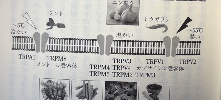 なぜ香辛料で温度感を演出できないのか